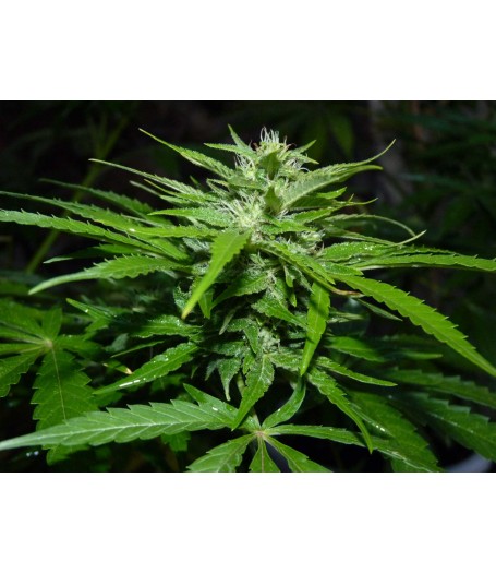 Chaze Super Autoflowering Feminised Seeds - 3