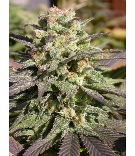 Warlock Regular Seeds 