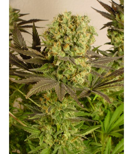 Motavation Regular Seeds