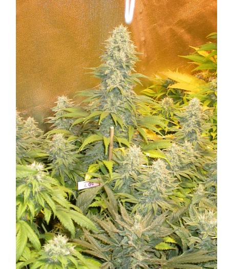 Double Dutch Feminised Seeds - 6
