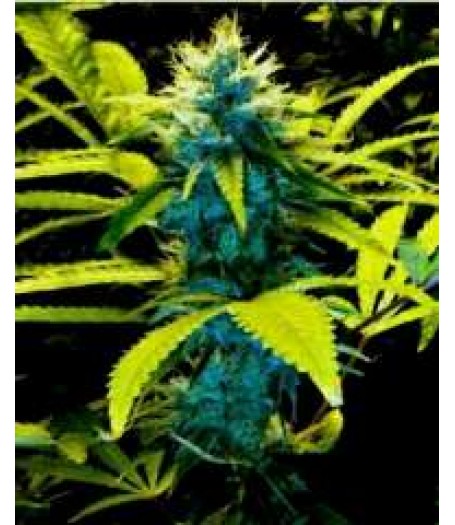 Mozambique Poison Regular Seeds