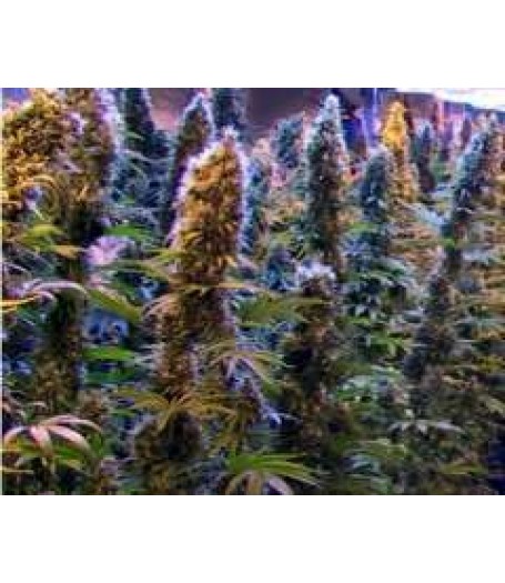 Malawi Gold Regular Seeds