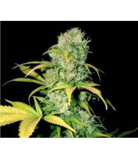 Mulanji Gold Regular Seeds