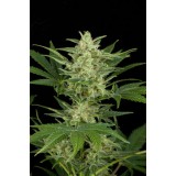 Critical Jack Automatic Feminised Seeds