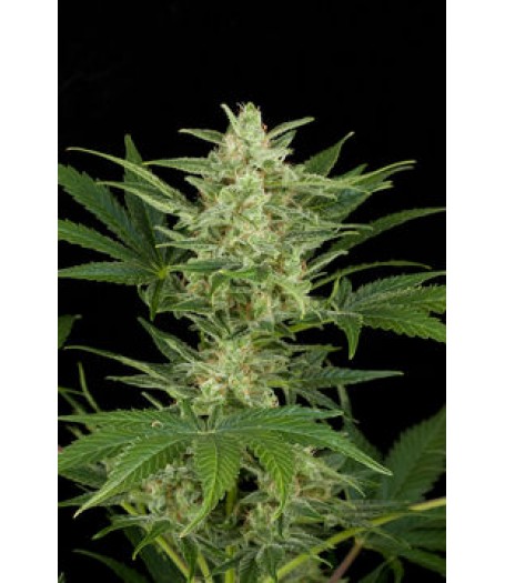 Critical Jack Automatic Feminised Seeds
