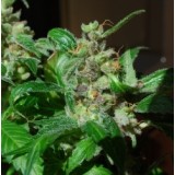 Black Sugar Feminised Seeds