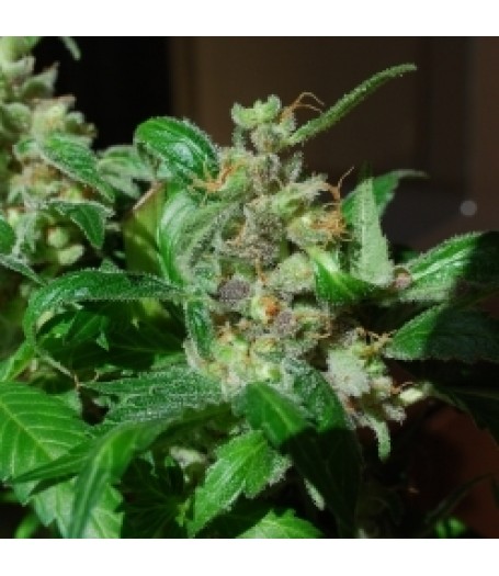 Black Sugar Feminised Seeds