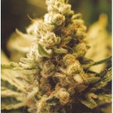 Lemon Kush Feminised Seeds