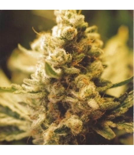 Lemon Kush Feminised Seeds