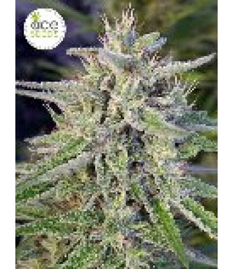 Bangi Haze Regular Seeds