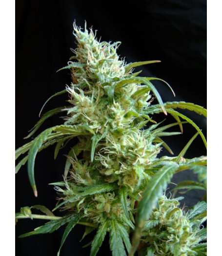 Flash Back #2 Feminised Seeds