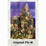Flo Feminised Seeds