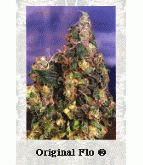 Flo Feminised Seeds