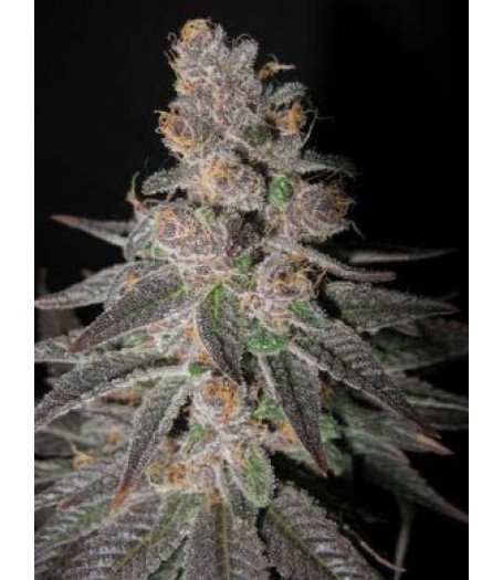 Flo - 10 Regular Seeds