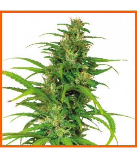 Flower Power Auto-flowering Feminised Seeds