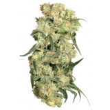 Freddie's Best Feminised Seeds