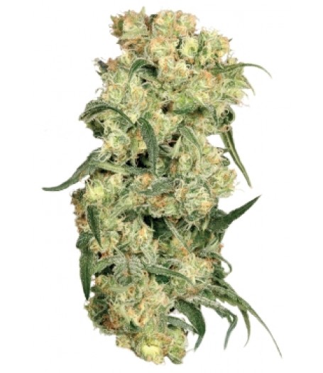 Freddie's Best Feminised Seeds