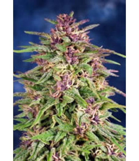 Frisian Dew Feminised Seeds