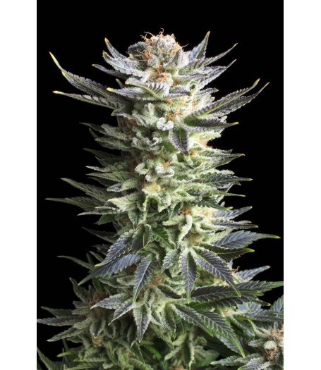 Fruit Spirit Feminised Seeds