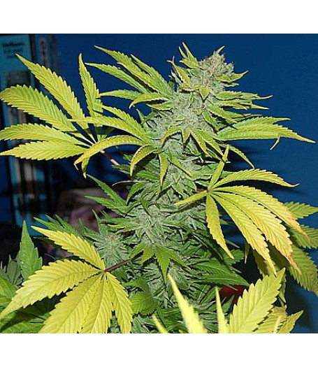 G13 Skunk Regular Seeds