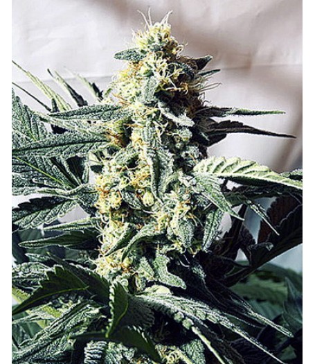 G13 Widow Regular Seeds