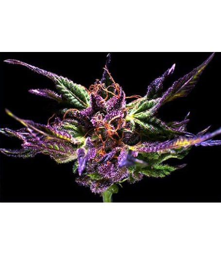 Grand Daddy Purple - 10 Regular Seeds