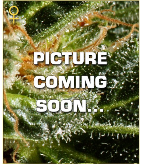 Sweet Mango Automatic Feminised Seeds