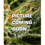 NL Automatic Feminised Seeds