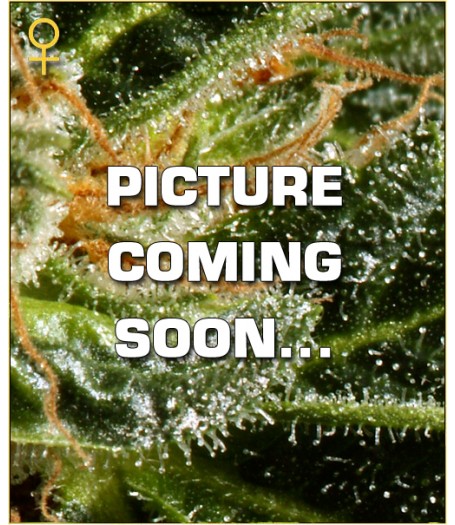 Kalashnikova AUTO  Feminised Seeds