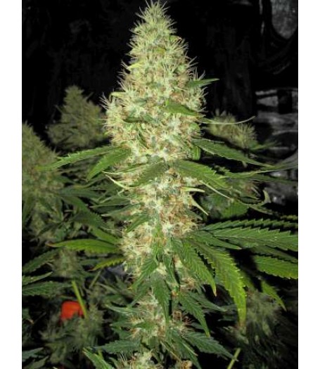 Gold Finger Regular Seeds