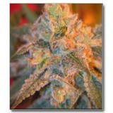 Grapefruit Feminised Seeds 
