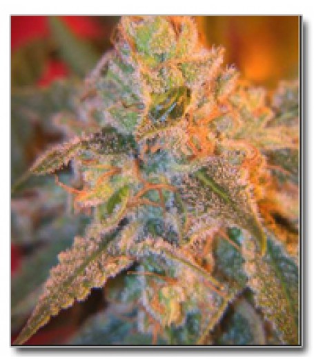 Grapefruit Feminised Seeds 