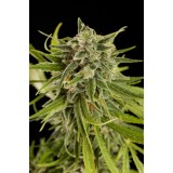 Sweet Deep Grapefruit Feminised Seeds