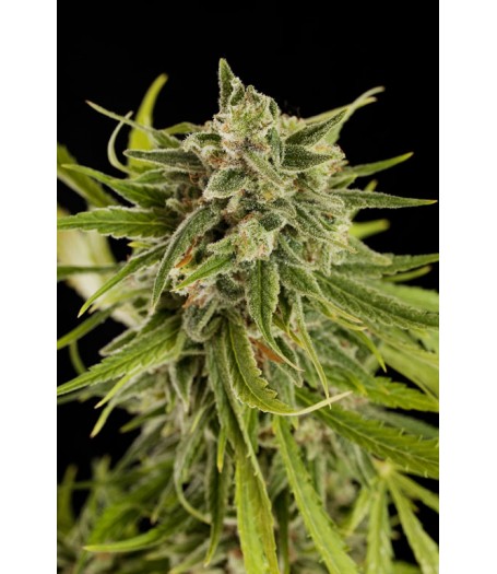 Sweet Deep Grapefruit Feminised Seeds