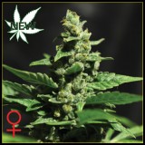Green-O-Matic Feminised Seeds Green-O-Matic Feminised Seeds