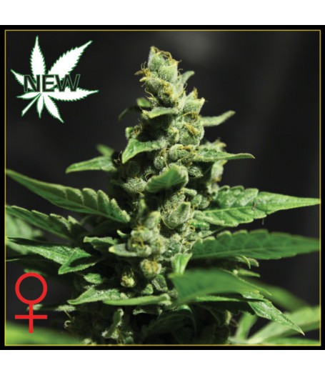 Green-O-Matic Feminised Seeds