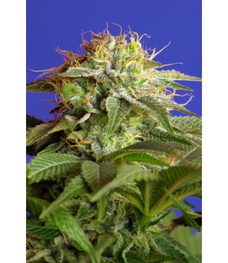 Green Poison Feminised Seeds