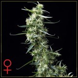 Green House Thai Feminised Seeds Green House Thai Feminised Seeds