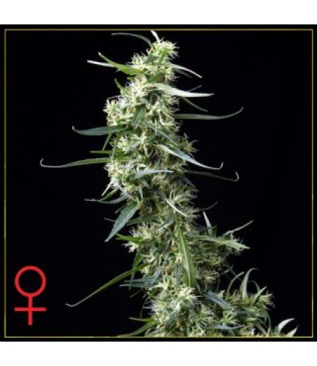 Green House Thai Feminised Seeds - 10