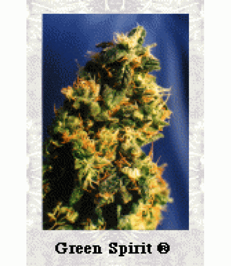 Green Spirit Feminised Seeds