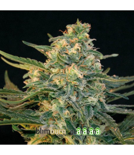 Guanabana Feminised Seeds Guanabana Feminised Seeds