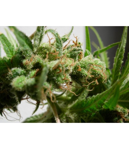 Guawi Feminised Seeds