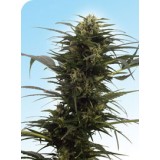 Guerrilla's Gusto Regular Seeds
