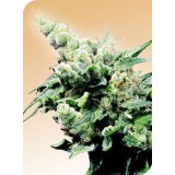 Hash Plant Regular Seeds
