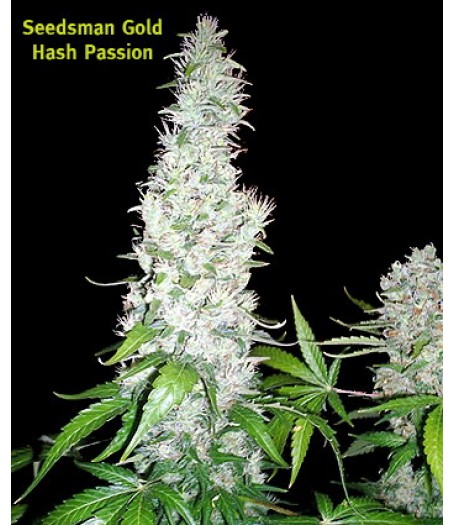 Hash Passion Regular Seeds