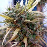 Hashplant Haze Regular Seeds