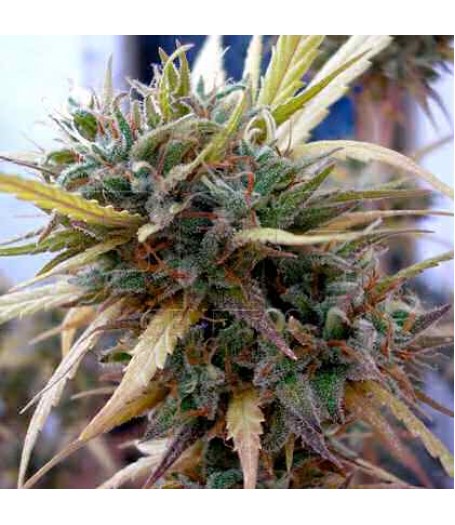 Hashplant Haze Regular Seeds