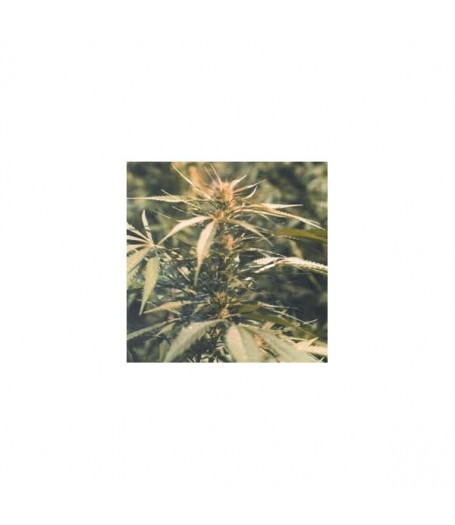 Hawaii Maui Waui Feminised Seeds - 5