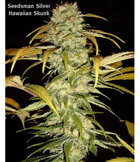 Hawaiian Skunk Regular Seeds