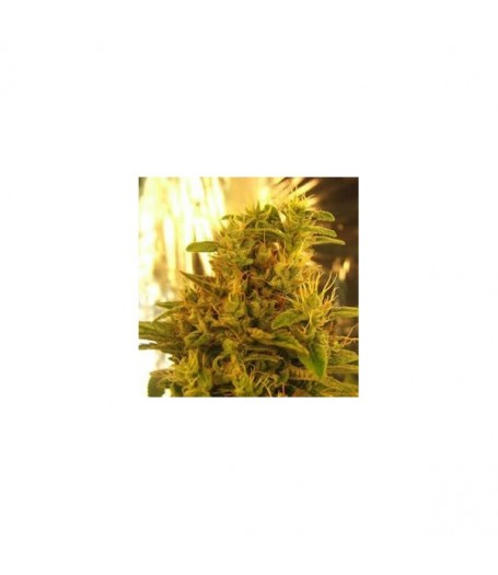 Haze #13 Feminised Seeds - 5